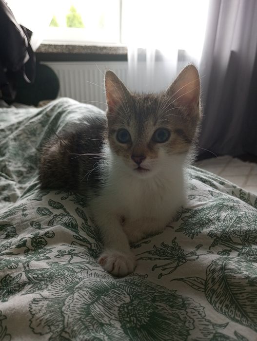Oddam kotki w dobre ręce