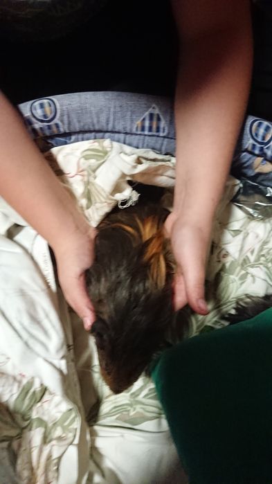 Świnki morskie canvie peruwianki