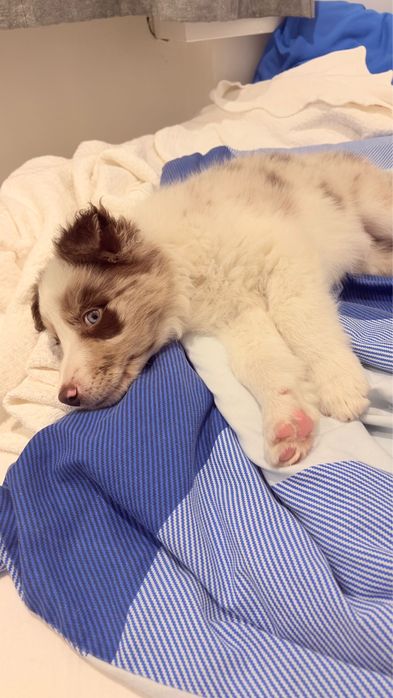 Excelente Menino border collie choco merle
