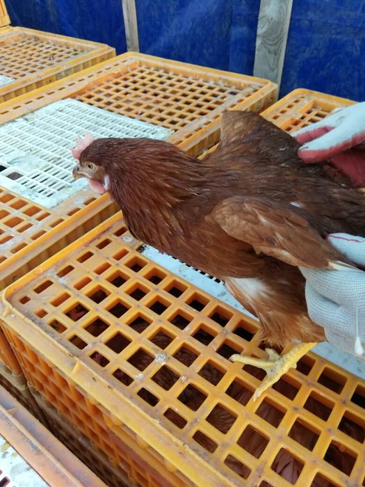 Куры несушки молодые