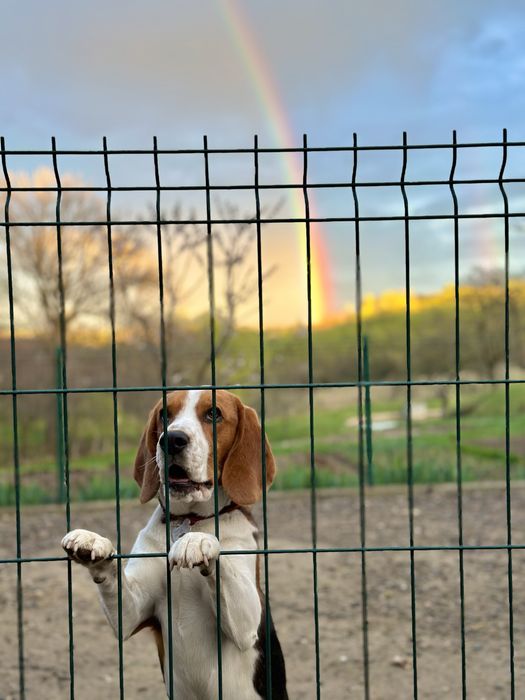 Вʼязка, собака бігль