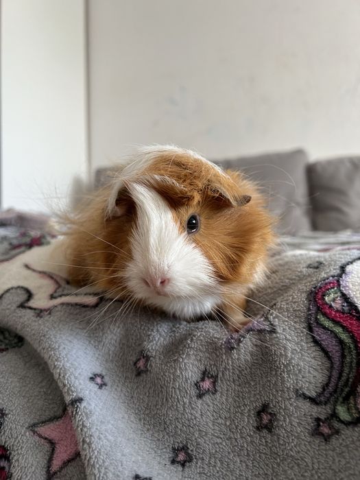 Морська свинка розетка