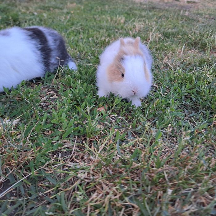 Sprzedam króliczki miniaturki