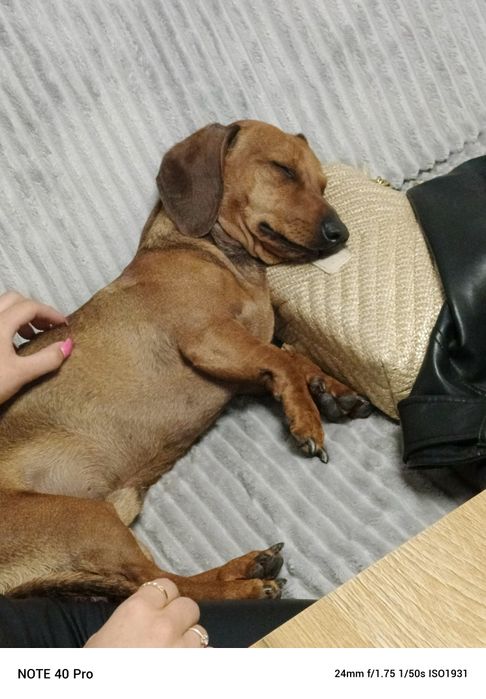 Oddam psa w dobre ręce  jamnika 3 lata