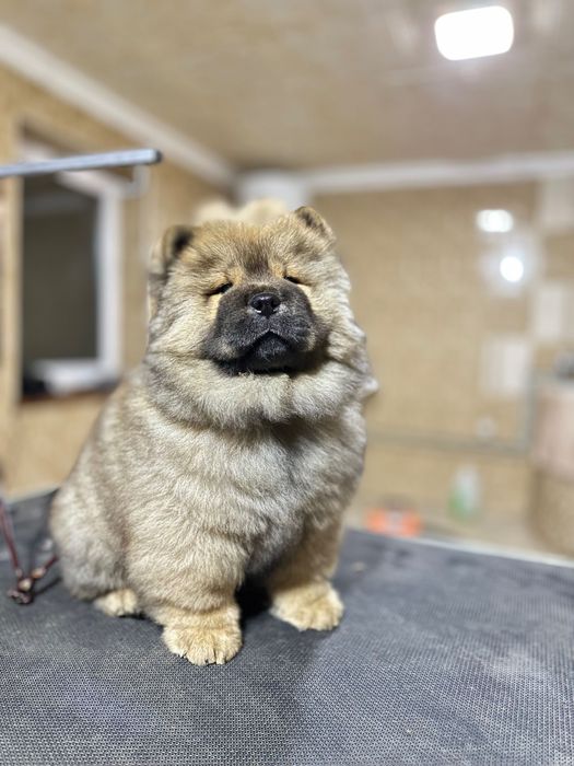 Чау - чау цуценя 2,5 місяці.