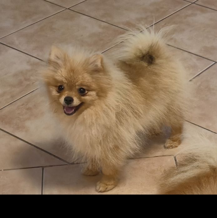 Szpic miniaturowy Pomeranian Piesek