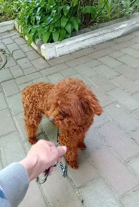 В'язка той- Пуделя в Рівному
