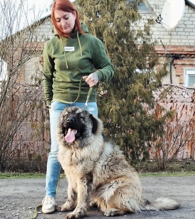 Кавказская овчарка кобель КСУ
