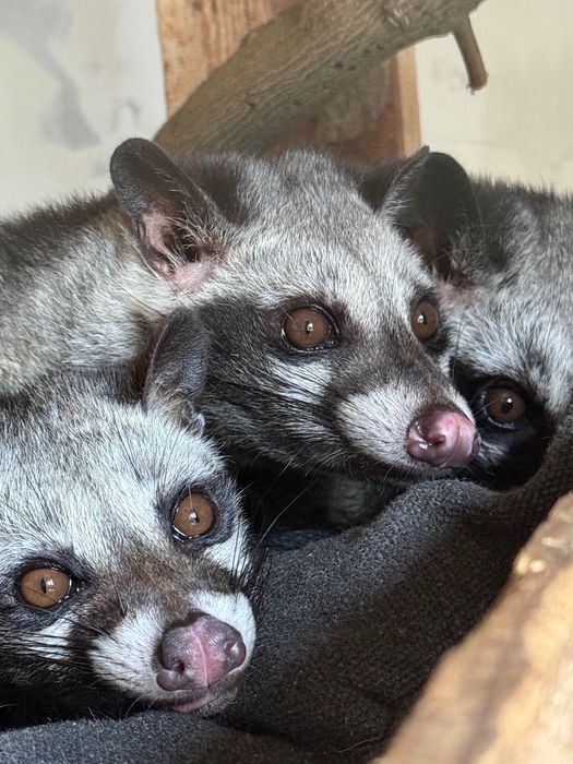 łaskun palmowy luwak samica roczna