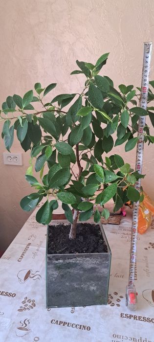 Фікус красень для офісу або дому