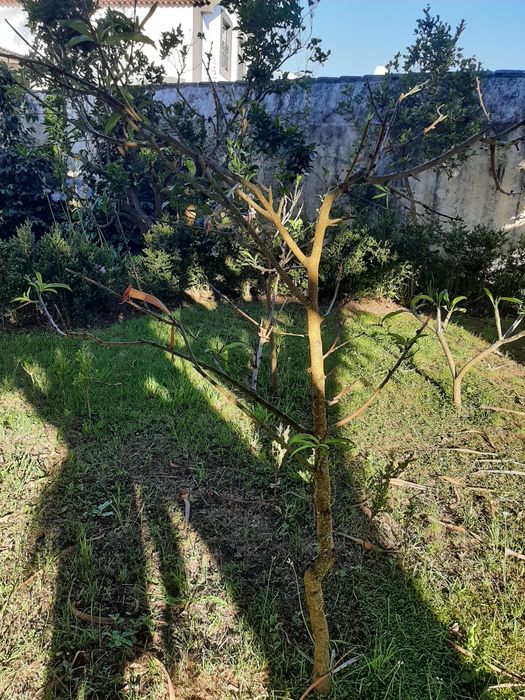 Pessegueiro enxertado