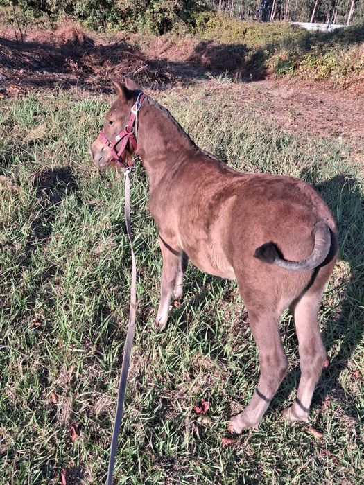 Ponei macho cinco meses