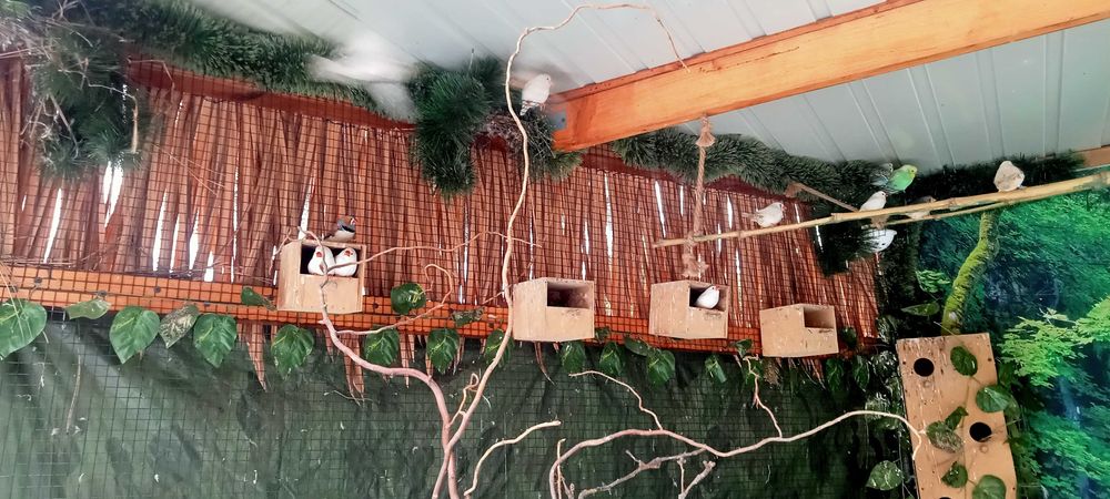 zeberki, kanarki samice,