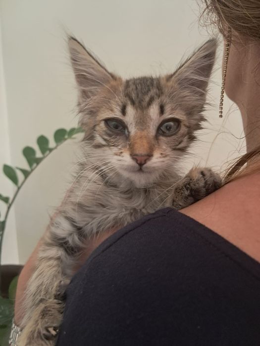 Gatinho tigrado peludinho