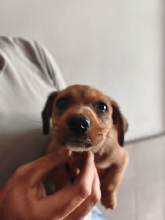 Cachorrinho macho