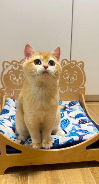 Лагідний грайливий мурчун