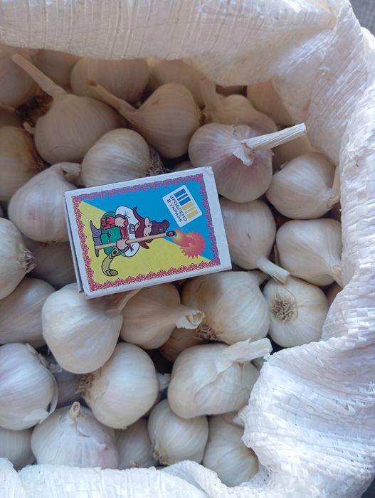 Продам часник ярий.