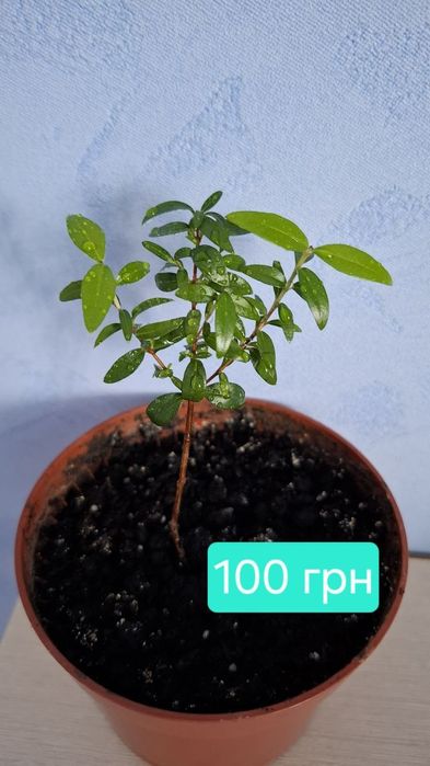 Комнатный мирт, миртовое дерево