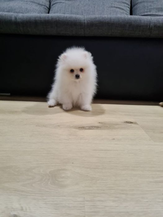 Spitz Anão (Lulu de pomerania] Fêmea Branca Miniatura