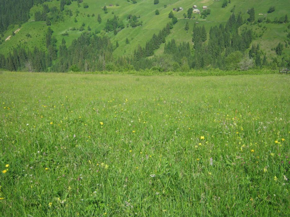 Земельна ділянка в Карпатах. Верховинський р-н.  с. Верхній