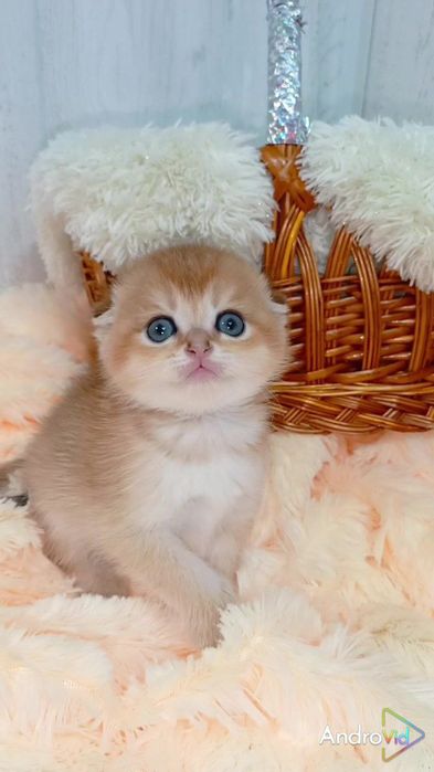 Две сестрички золотые шиншиллы