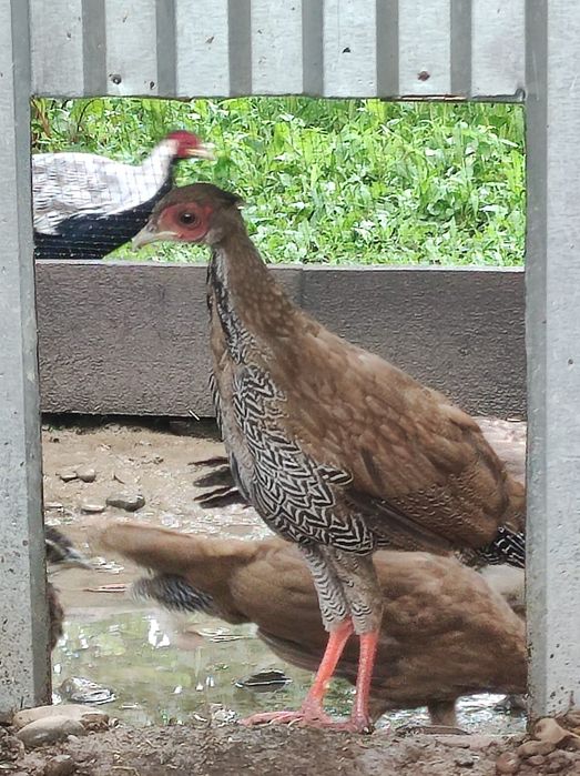 В наявності пара срібних фазанів