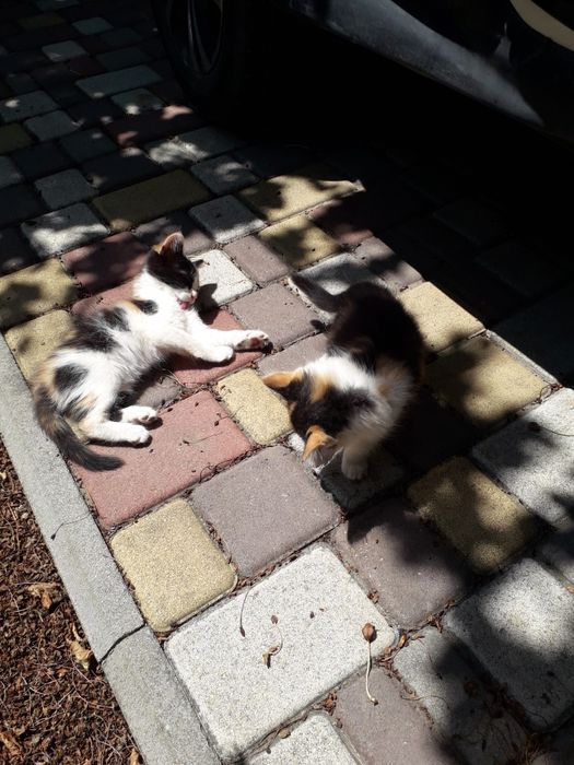 Отдам котят даром