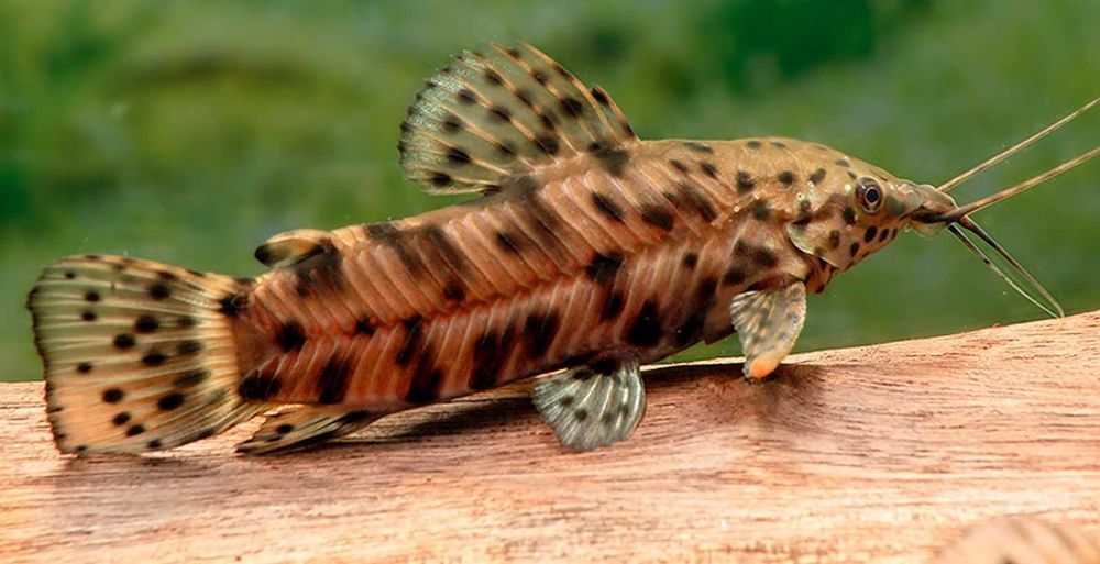 Kiryśnik czarnoplamy - Megalechis thoracata - dowóz, wysyłka