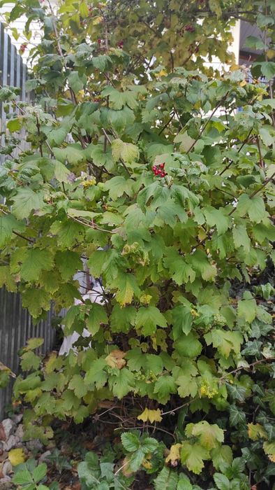 Кущ     калини  продам