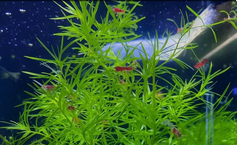 Planta Naja para venda (Aquário)- Guppy Grass