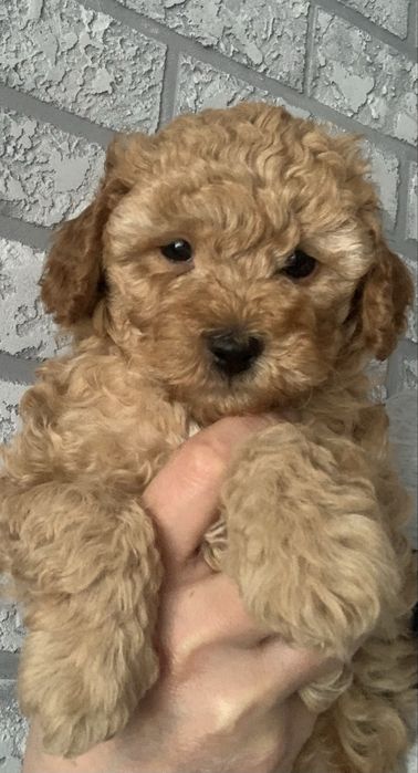 Хлопчики і дівчатка  той пуделятка