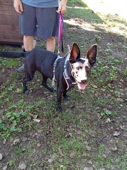 Czarna młoda kochana suczka szuka domku.