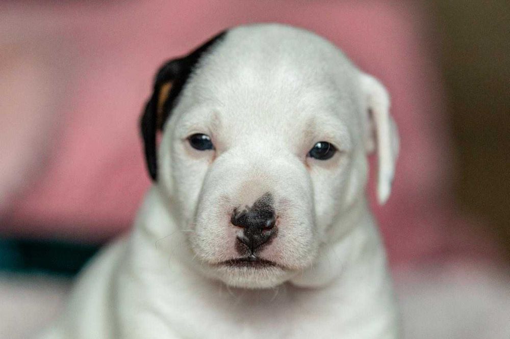 Parson Russell Terrier ZKwP/FCI – samiec Aramis, hodowla Abbey Road Hunters