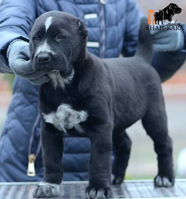 Чорна дівчинка  Середньоазіатськой вівчарки