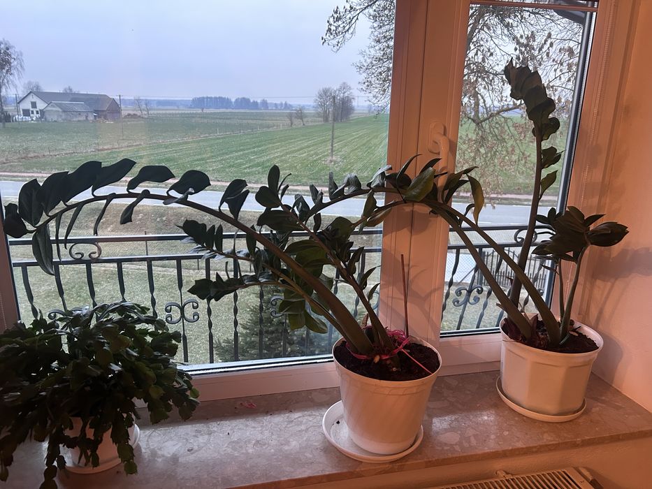 Kwiaty Zaminokulkusy