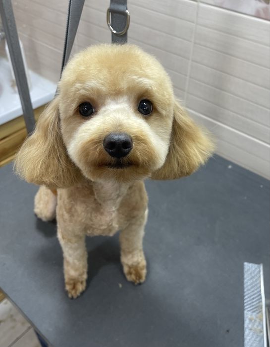 Грумінг стрижка собак та котів