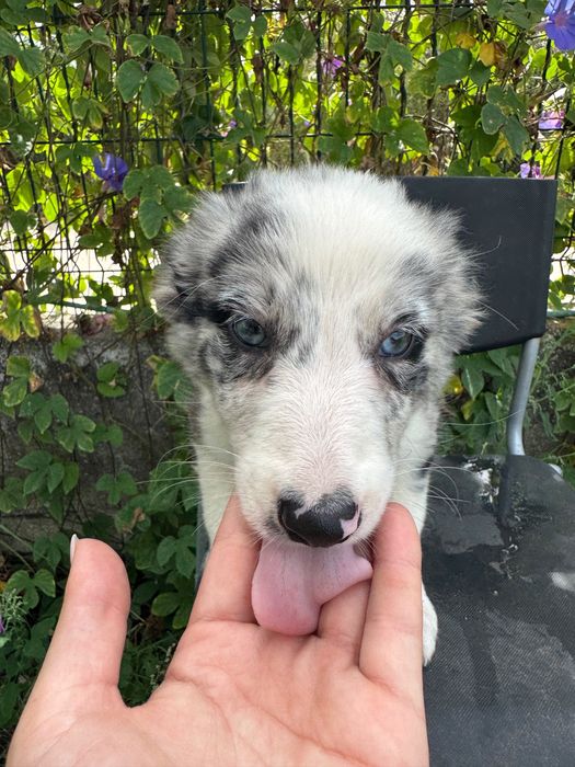 Menina Border Collie Merle Linda