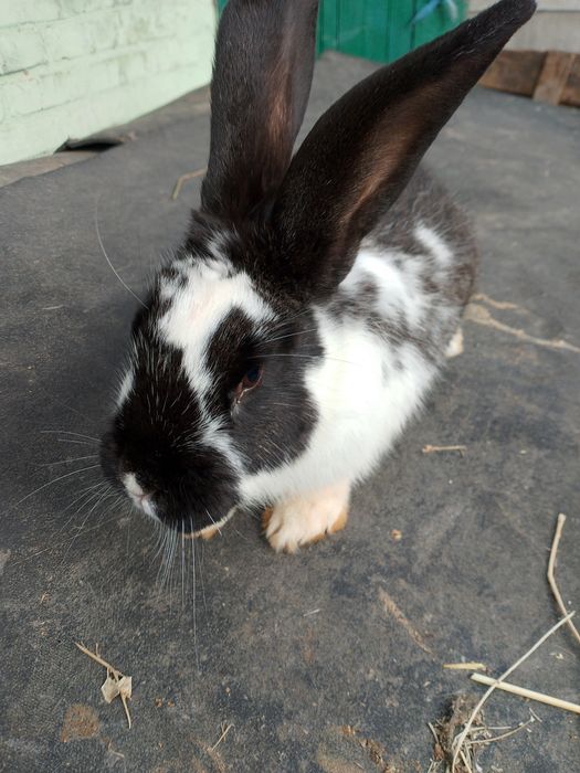 Продам кроликів.