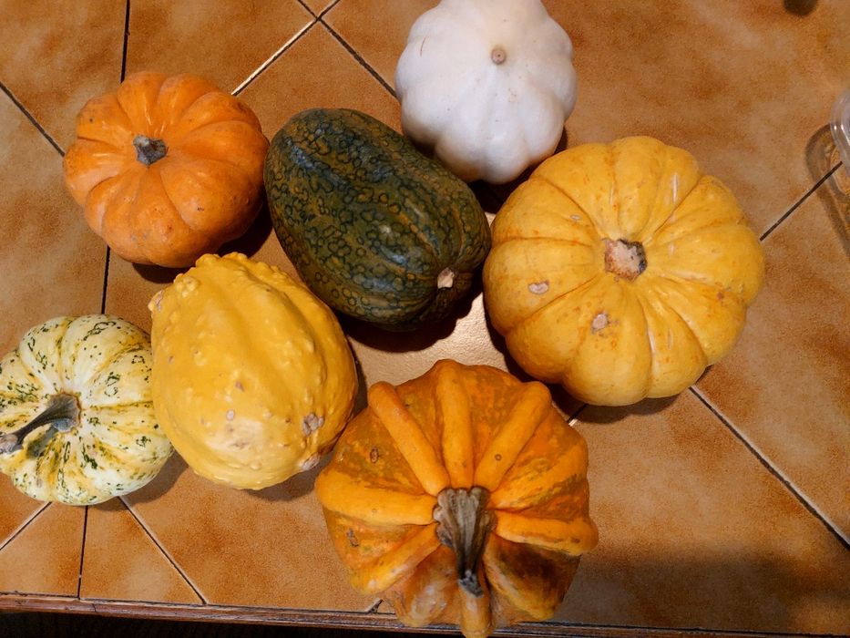 Nasiona dyni ozdobnej.