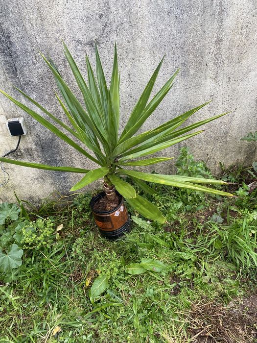 Plantas de yucas para jardins