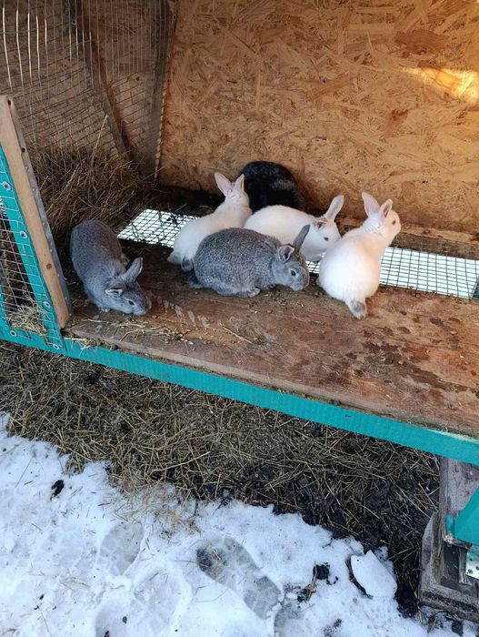 Кролики шиншила-микс Полтавское серебро,