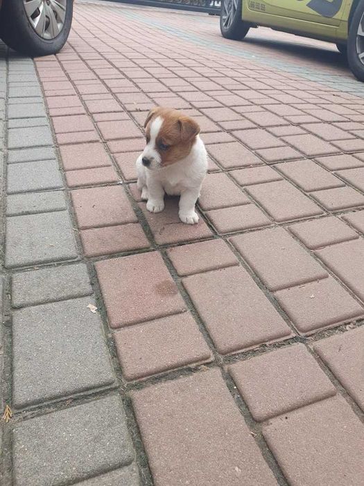 Suczka Szczeniak Jack Russell Terrier
