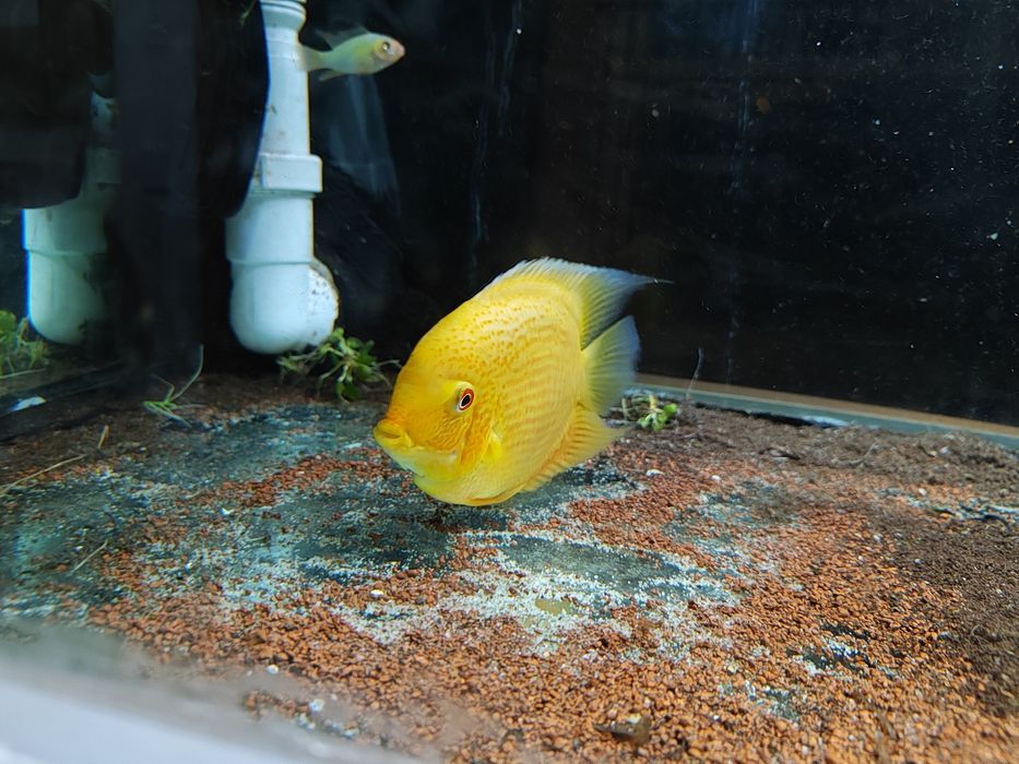 Severuns red spotted
