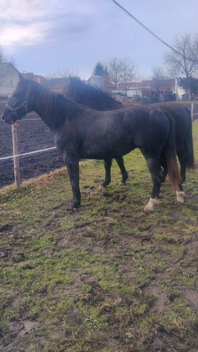 Klacz śląska, dotacyjna.