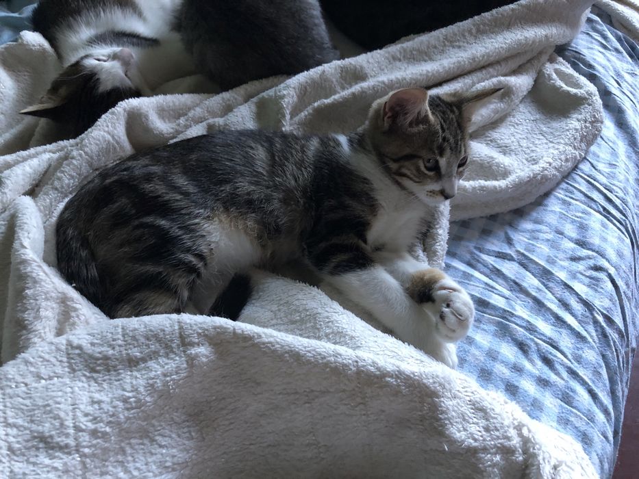 Котенок в добрые руки полупородистый