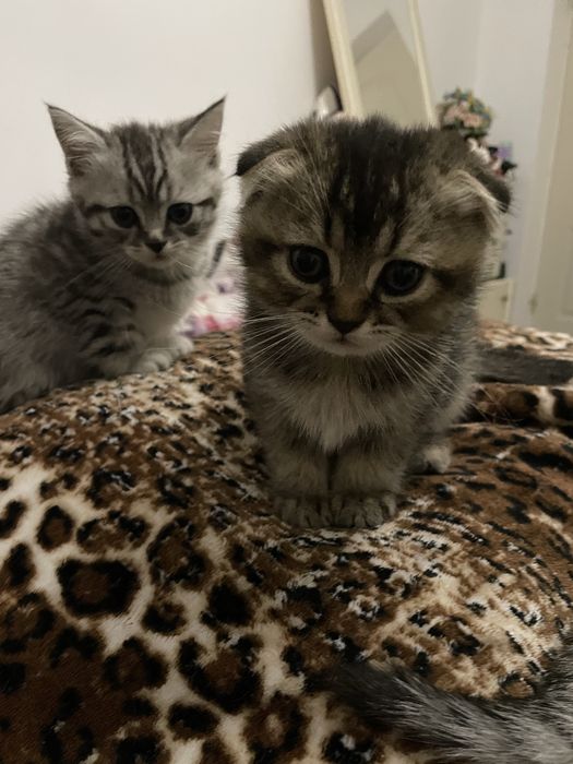 Британські короткошерсті кошенята шукають родину