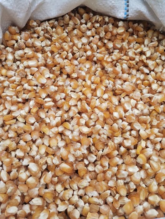 Зерно кукурудзи для риболовлі