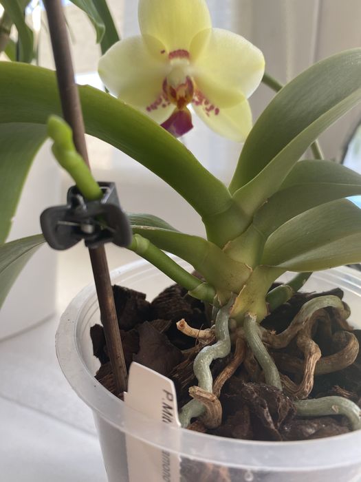 P. Mituo Diamond Canary 'Miro 3'Митуо диамонд