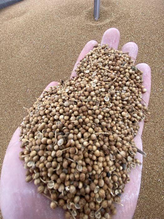 Приправа КОРИАНДР  !!!