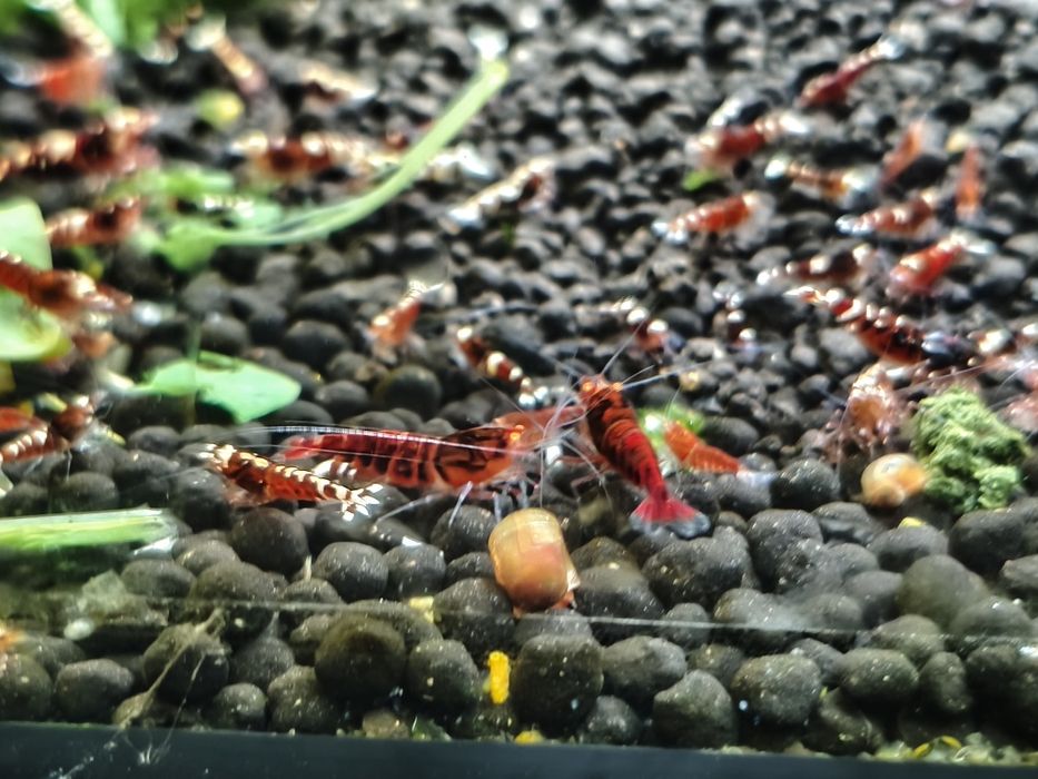 Krewetki Red Metallic - całe stado